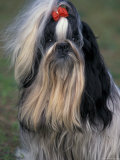 Shih Tzu Portrait with Hair Tied Up  Showing Length of Facial Hair