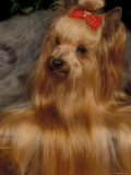 Yorkshire Terrier with Hair Tied up and Very Long Hair