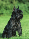Black Miniature Schnauzer