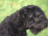 Russian Black Terrier Face Profile