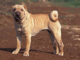 Shar Pei Portrait