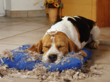 Beagle with Destroyed Pillow