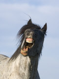 Blue Roan Wild Stallion Yawning  Pryor Mountains  Montana  USA