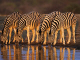 Four Common Zebra  Drinking at Water Hole  Etosha National Park  Namibia