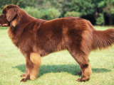 Brown Newfoundland Standing in Show Stack / Pose