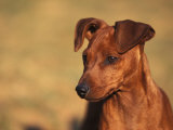 Miniature Pinscher Portrait