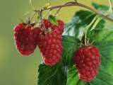 Raspberries