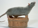 Blue Domestic Rat