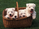 Domestic Dogs  Four West Highland Terrier / Westie Puppies in a Basket