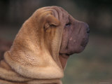 Shar Pei Puppy Profile