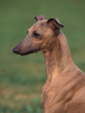 Fawn Whippet Looking Down