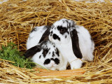 Lop-Eared Rabbits
