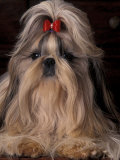 Shih Tzu Portrait with Hair Tied Up  Showing Length of Facial Hair