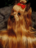 Yorkshire Terrier with Hair Tied up and More Hair Falling Over the Edge