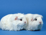 Two White Coronet Guinea Pigs