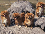 Domestic Dogs  Four Tibetan Spaniels on Rocks
