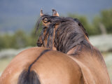 Wild Horse  Rear View of Dun Stallion  Pryor Mountains  Montana  USA