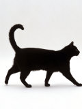 Domestic Cat  Black Short-Hair Male  Walking Profile