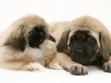 Pekingese Pup with English Mastiff Puppy