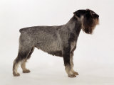 Side Profile of Schnauzer
