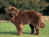 Brown Newfoundland Portrait