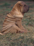 Shar Pei Puppy Sitting on Grass  Showing Skin Wrinkling on Back