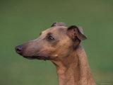 Fawn Whippet Profile