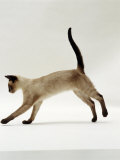Domestic Cat  Seal-Point Siamese Juvenile Running Profile
