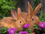 Mother and Baby New Zealand Rabbit Amongst Petunias  USA