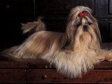 Shih Tzu Portrait with Hair Tied Up  Lying on Drawers