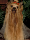 Yorkshire Terrier with Hair Tied up and Very Long Hair