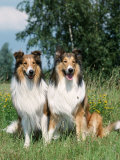 Two Collie Dogs