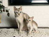 Singapura Cat with Kitten