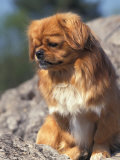 Tibetan Spaniels Sitting on Rocks and Looking Down