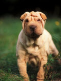 Young Shar Pei Portrait Showing Wrinkles on Head and Chest