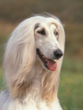 Domesti Dog  Afghan Hound Portrait