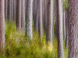 Abstract of Caledonian Pine Forest  Abernethy  Scotland  UK