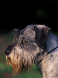 Miniature Schnauzer Profile