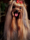 Yorkshire Terrier with Hair Tied up and Panting