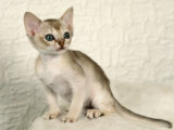 Singapura Kitten