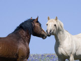 Bay Stallion and Palomino Stallion Touching Noses  Pryor Mountains  Montana  USA