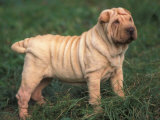 Shar Pei Standing in Grass