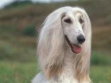 Afghan Hound Portrait
