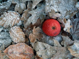 Apple  and Hoarfrost Covered Leaves in Winter