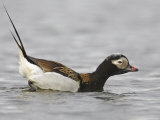 Long-Tailed Duck (Clangula Hyemalis) Male Leaning Forward in Water  Iceland