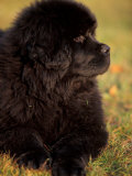 Profile Portrait of Young Black Newfoundland