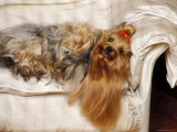 Yorkshire Terrier Lying on Couch
