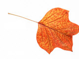 Tulip Tree Leaf in Autumn Colours