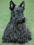 Scottish Terrier
