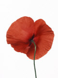 Common Poppy